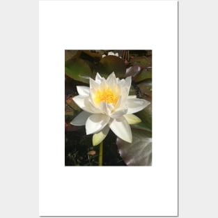 Single white waterlily photograph Posters and Art